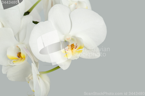 Image of Branch of white orchid on grey background