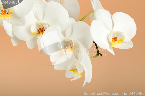 Image of romantic branch of white orchid on beige background