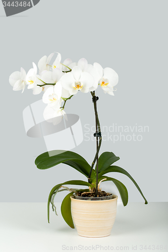 Image of Branch of white orchid on grey background