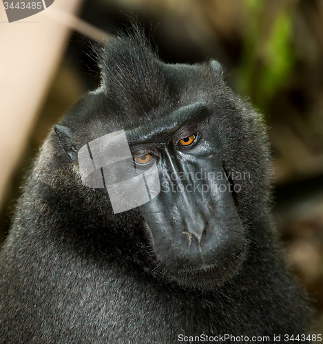 Image of portrait of Celebes crested macaque, Sulawesi, Indonesia