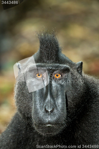 Image of portrait of Celebes crested macaque, Sulawesi, Indonesia