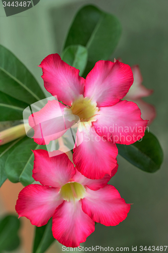 Image of beautiful red Adenium flowers