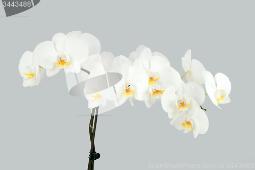 Image of Branch of white orchid on grey background