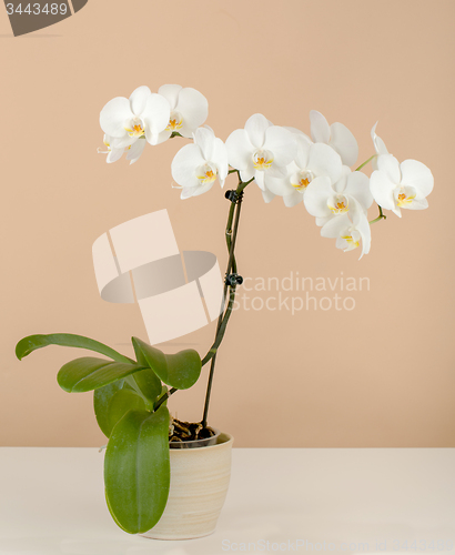 Image of romantic branch of white orchid on beige background