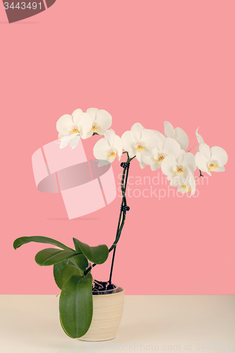 Image of paste color romantic branch of white orchid on beige background