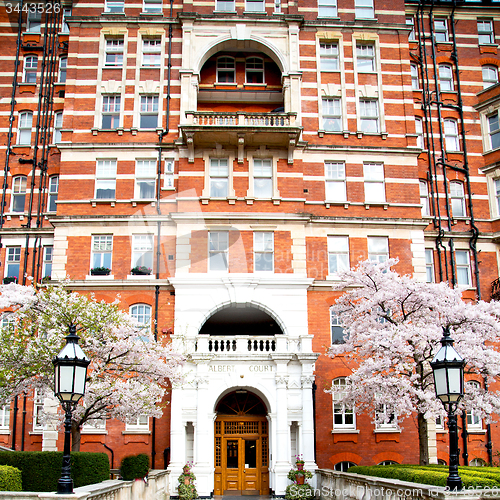 Image of tree  window in europe london  red brick wall     and      histo