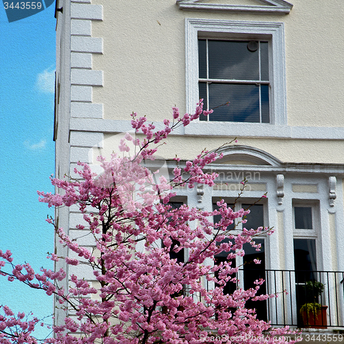 Image of tree  window in europe london  red brick wall     and      histo