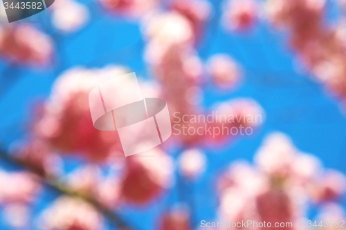Image of in london   park the   tree and blossom flowers natural