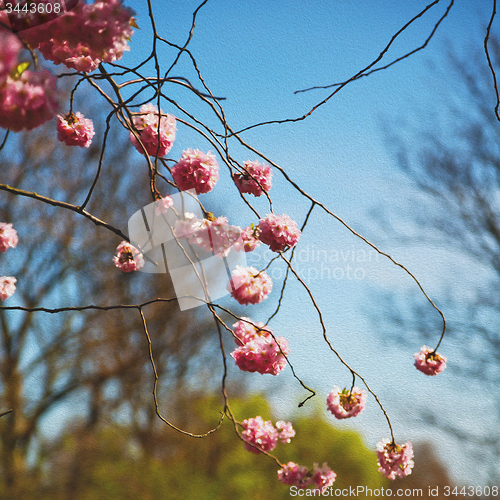 Image of in london   park the pink tree and blossom flowers natural