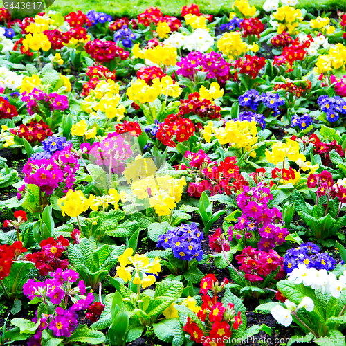 Image of purple in london yellow flower field nature and spring