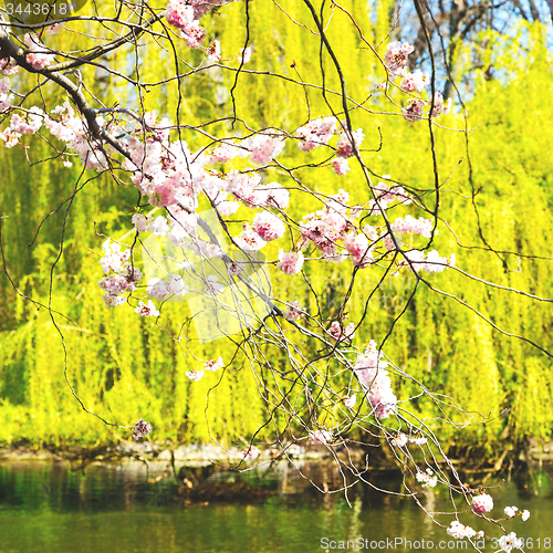 Image of in london   park the pink tree and blossom flowers natural