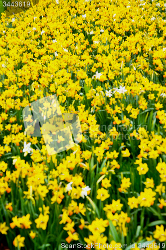Image of in london yellow flower field nature and spring