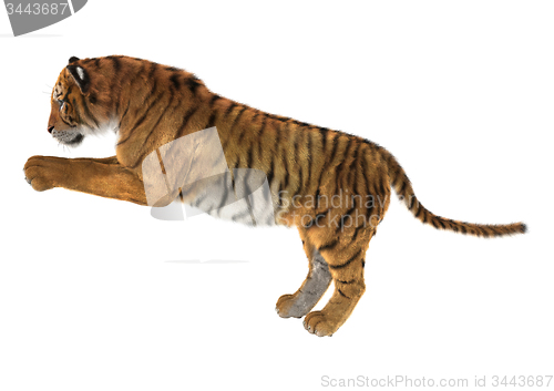 Image of Tiger