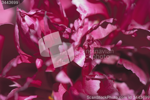 Image of Abstract beautiful gentle spring flower background.  Closeup with soft focus. Sweet color