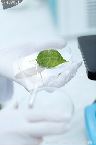 Image of close up of hand with microscope and green leaf