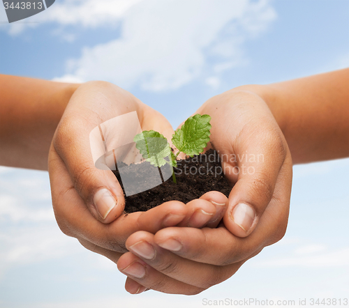 Image of woman hands holding plant in soil