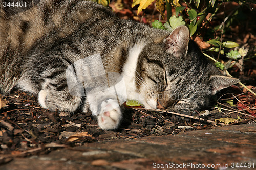 Image of Sleeping cat