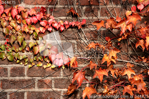 Image of Autumn ivy