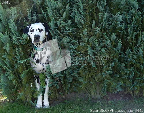 Image of dog in bush