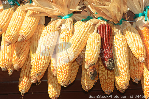 Image of Maize stock