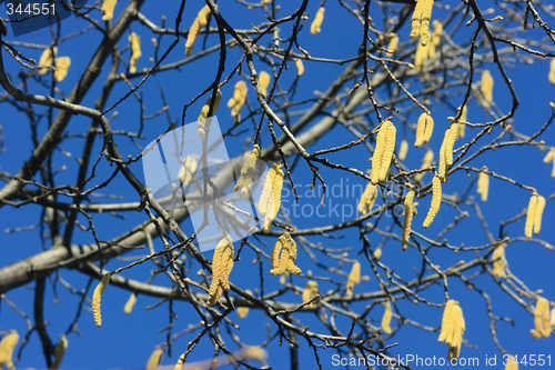 Image of Spring catkins