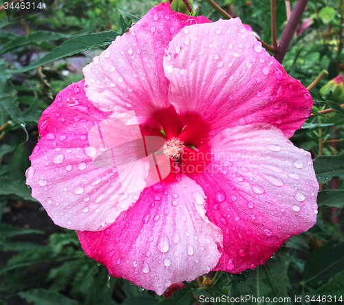 Image of Beautiful pink hibiscus flower in raindrops