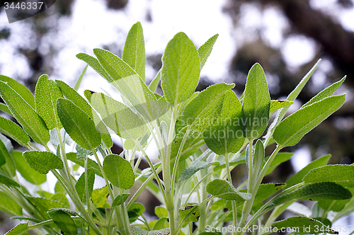 Image of looking up at sage plant leaves