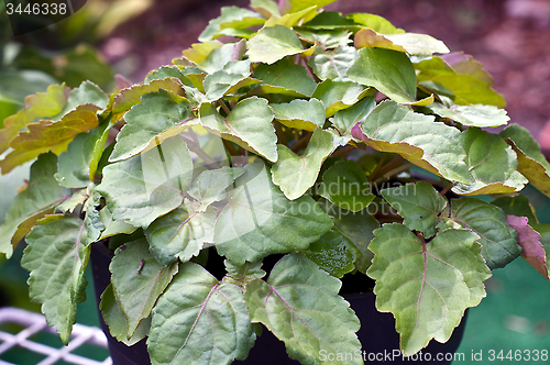 Image of patchouli plant in garden