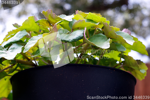 Image of patchouli plant in pot