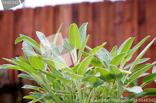 Image of sage plant in the garden