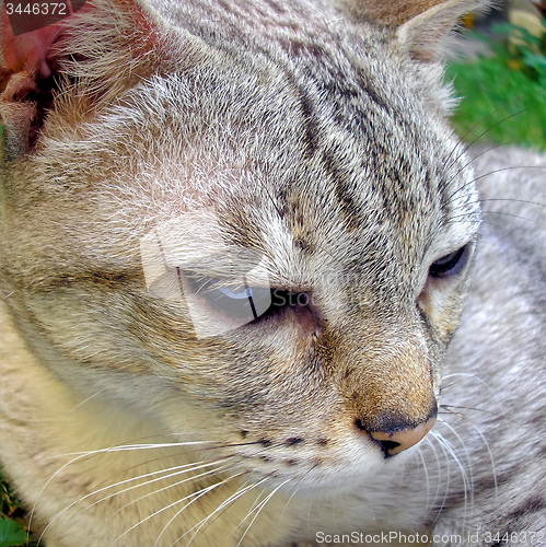 Image of Fisheye view of Cat mammal