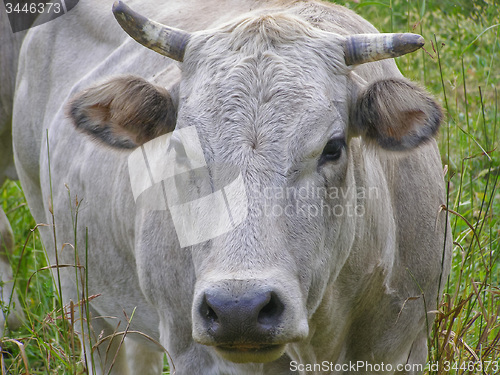 Image of Fisheye view of Cow mammal