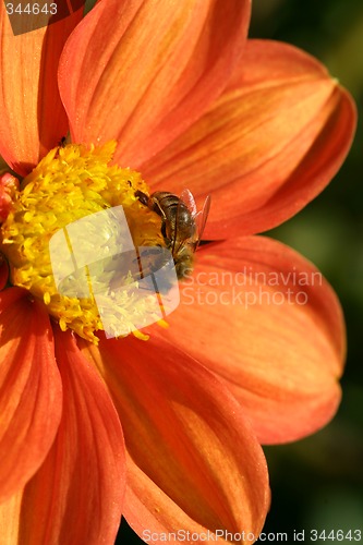 Image of Bee pollenating Dahlia