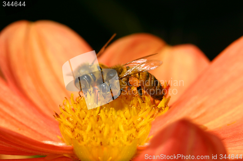 Image of Two bees pollenate a flower