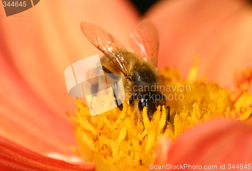 Image of Bee collecting pollen