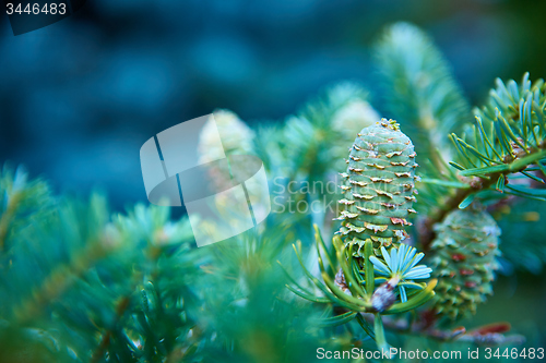 Image of Young shoots of pine trees in the forest