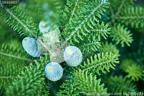 Image of Young shoots of pine trees in the forest
