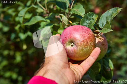 Image of apple tree with apples