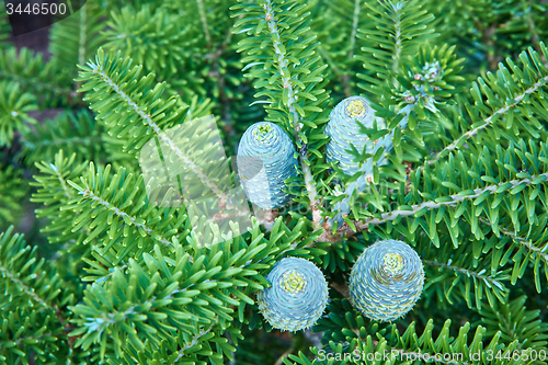 Image of Young shoots of pine trees in the forest