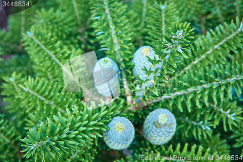 Image of Young shoots of pine trees in the forest