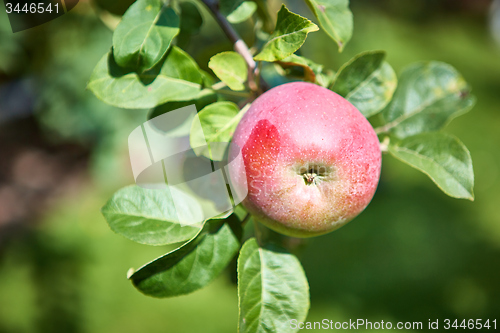 Image of apple tree with apples