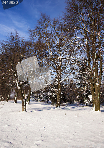 Image of winter forest  