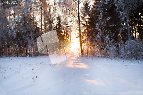 Image of trees   in winter