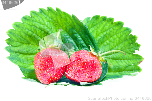 Image of   strawberry 