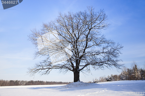 Image of tree in the winter  