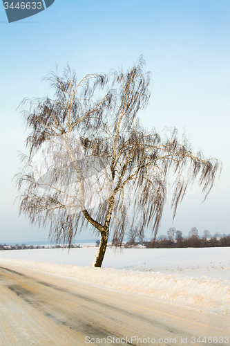 Image of one tree