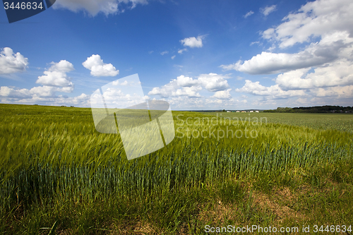 Image of  green unripe grains