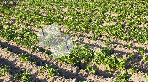 Image of potatoes  