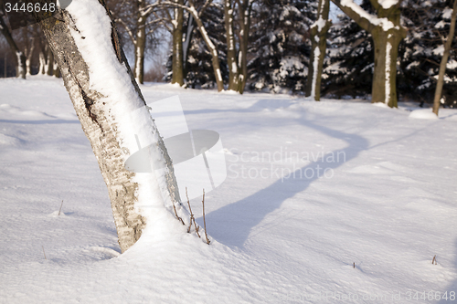 Image of tree in the winter  