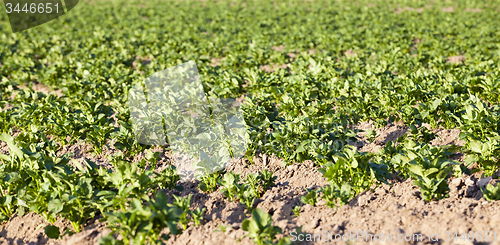 Image of potatoes  